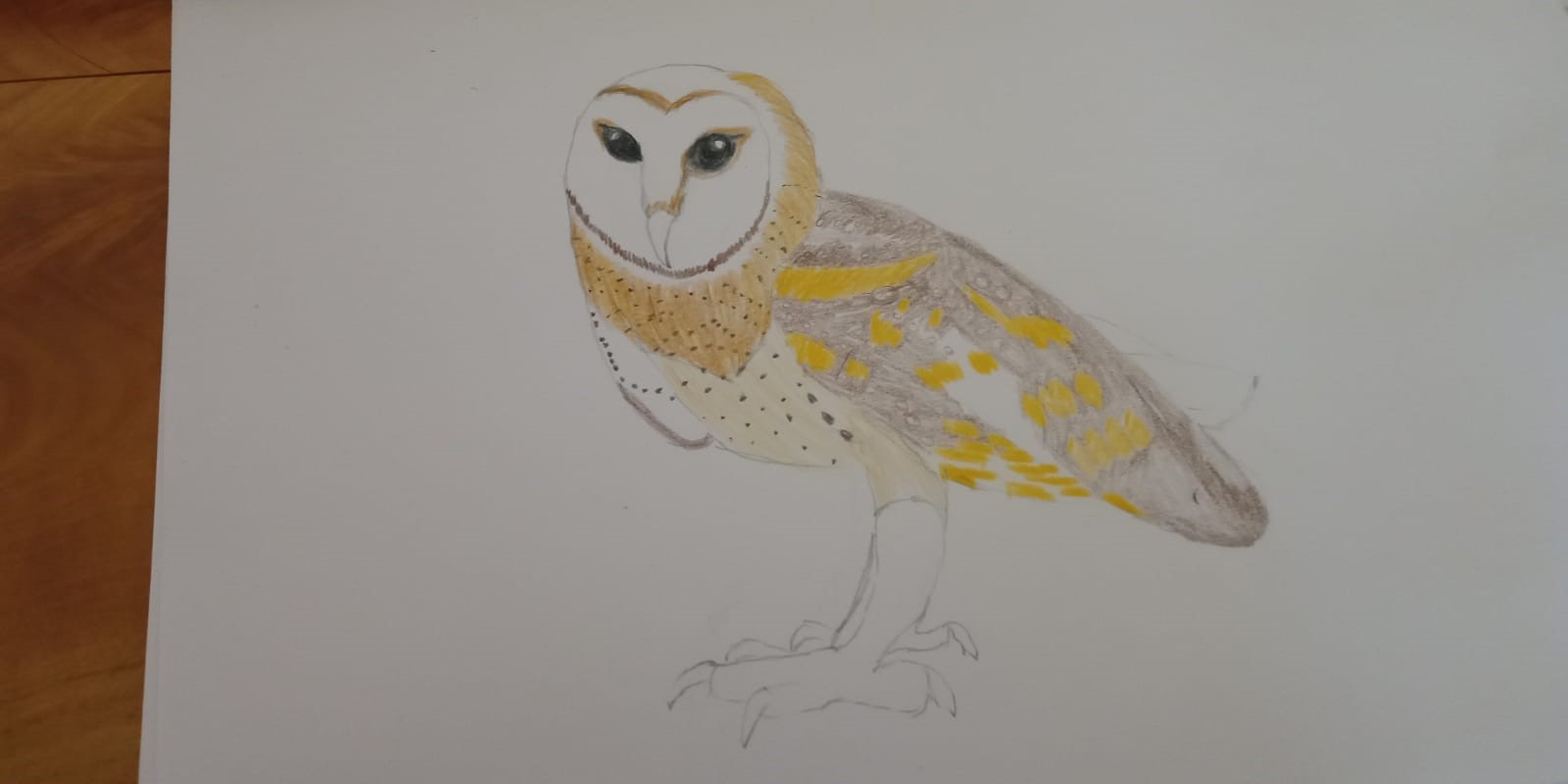 HR owl 3